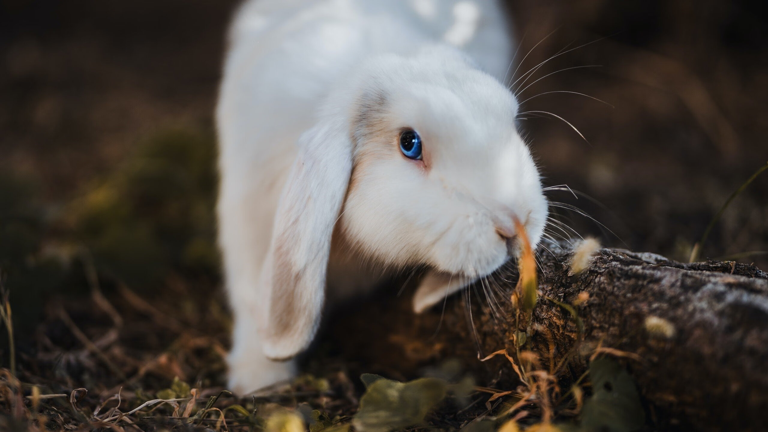 中国女篮发挥团队协作优势,中国女篮球队