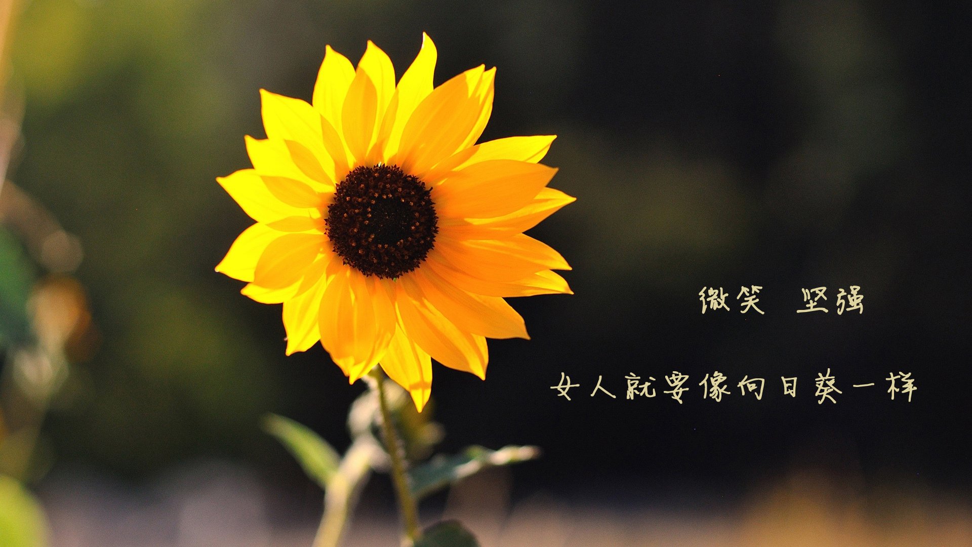 kaiyun登录入口-李冰洁冲刺阶段表现令人惊艳，李冰洁训练视频